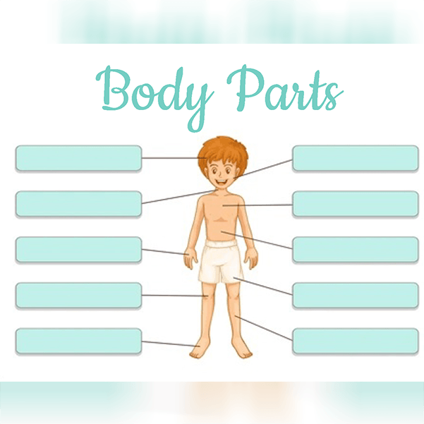 Body Parts