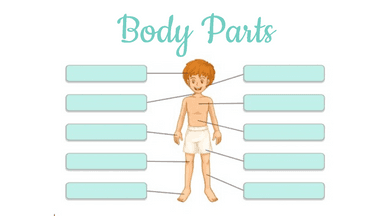 Body Parts