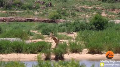 Giraffe and crocodile