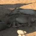 Lions Behind Toilet