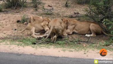 Lions Catch Bushbuck