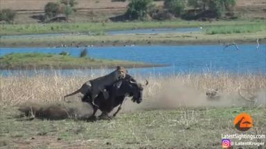 Lions and Wildebeest Baby